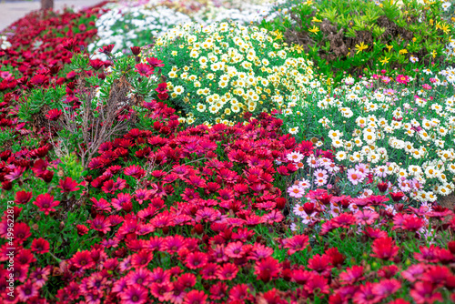 Photography of African daisies  pink  red  yellow  white  purple color in a garden.