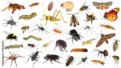 Spiders (Arachnida) and insects (Insecta) - two classes of Arthropods isolated on a white background © Alexey Protasov