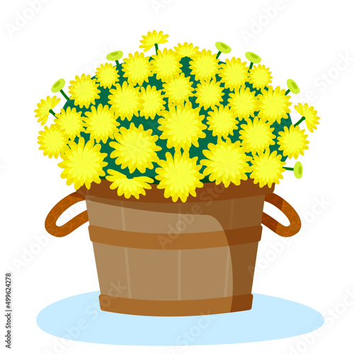 Yellow chrysanthemums in a wooden basket. Аutumn flowers in a flowerpot