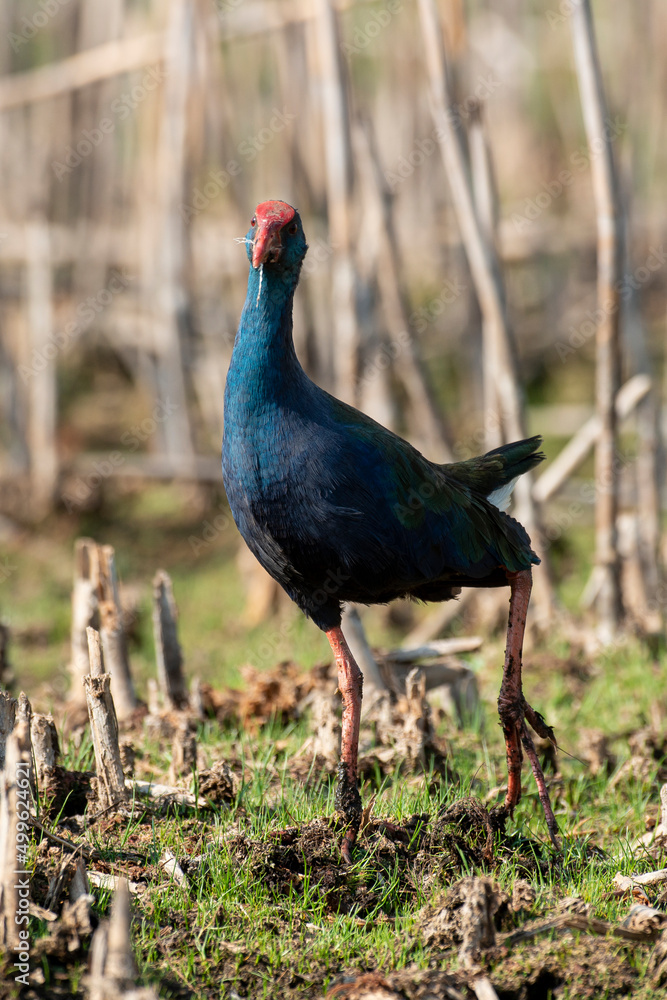 Talève sultane, Poule sultane, .Porphyrio porphyrio, Western Swamphen Talève sultane, Poule sultane, .Porphyrio porphyrio, Western Swamphen