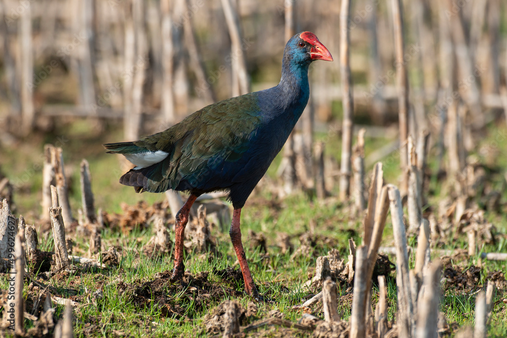 Talève sultane, Poule sultane, .Porphyrio porphyrio, Western Swamphen Talève sultane, Poule sultane, .Porphyrio porphyrio, Western Swamphen