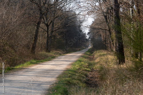 Chêne pédonculé, quercus robur, hiver, forêt domaniale de Sénart, 91, Essonne