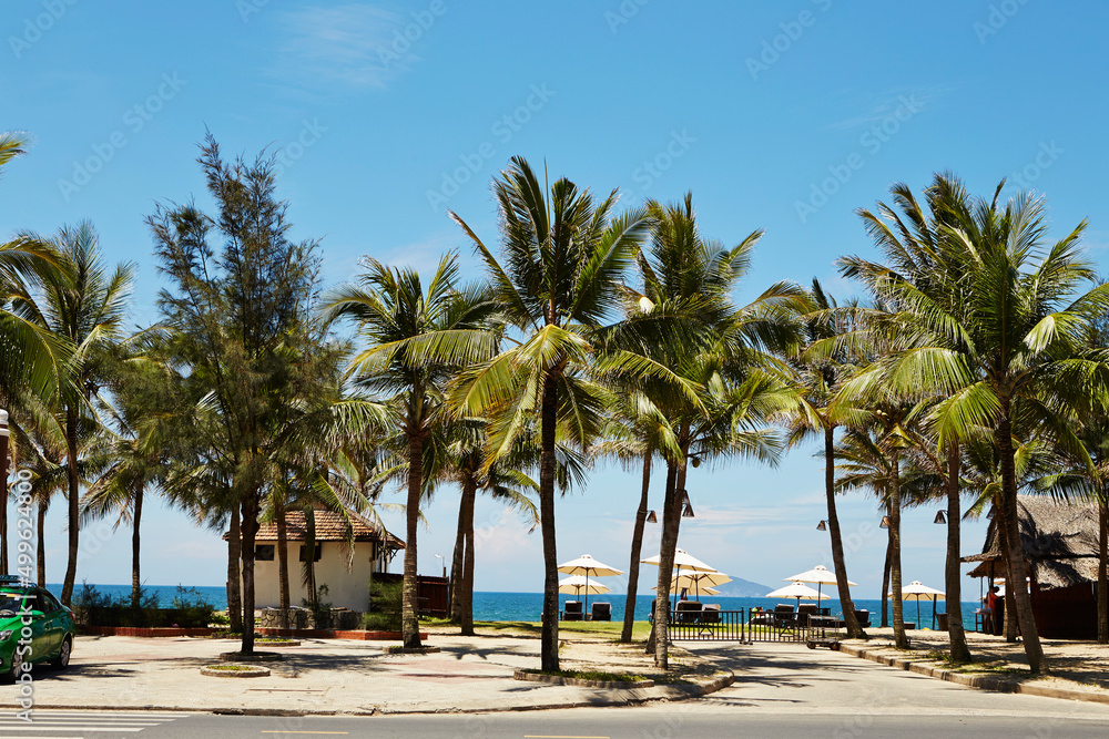 Fototapeta premium palm trees on the beach
