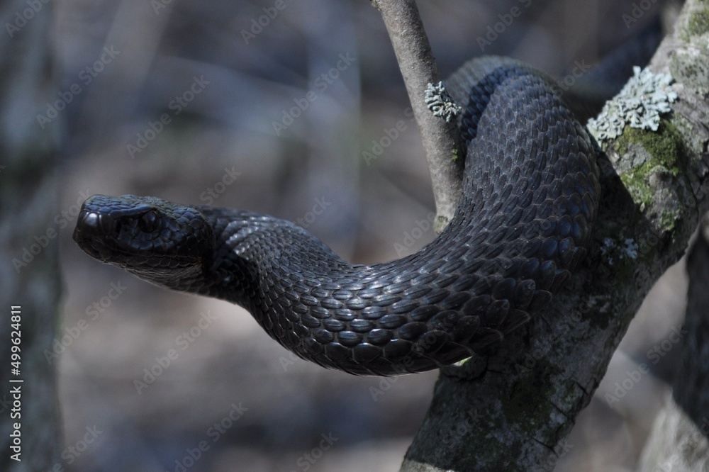 Obraz premium snake in the tree