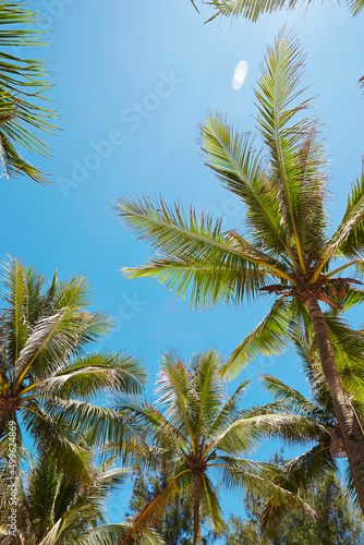 palm tree in the sky