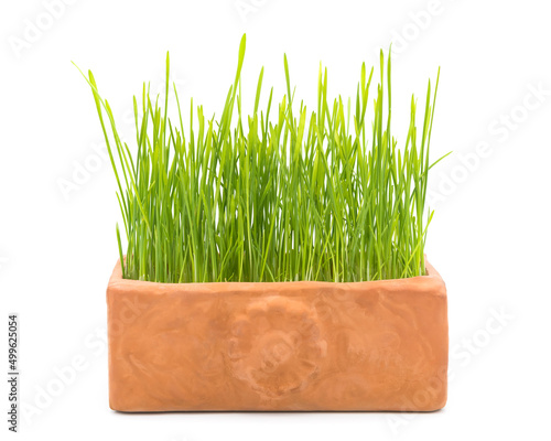 Wheat sprouts in clay pot  photo