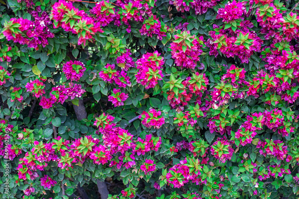 Photography of bougainvillea plant with pink flowers in a garden.