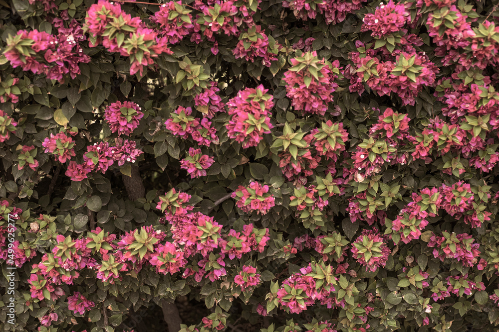 Fototapeta premium Photography of bougainvillea plant with pink flowers in a garden. Sepia style