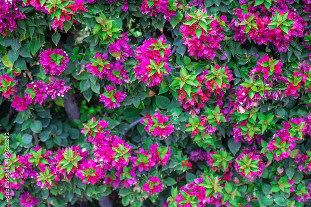 Photography of bougainvillea plant with pink flowers in a garden. Photography of bougainvillea plant with pink flowers in a garden.