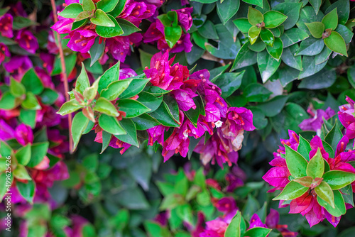 Photography of bougainvillea plant with pink flowers in a garden.