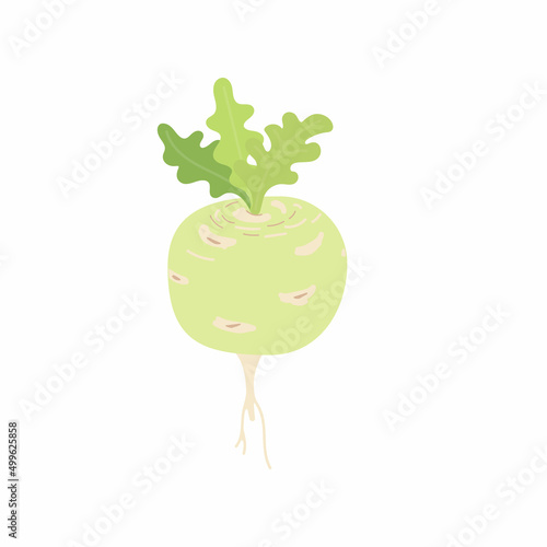 kohlrabi cabbage isolated vector illustration set