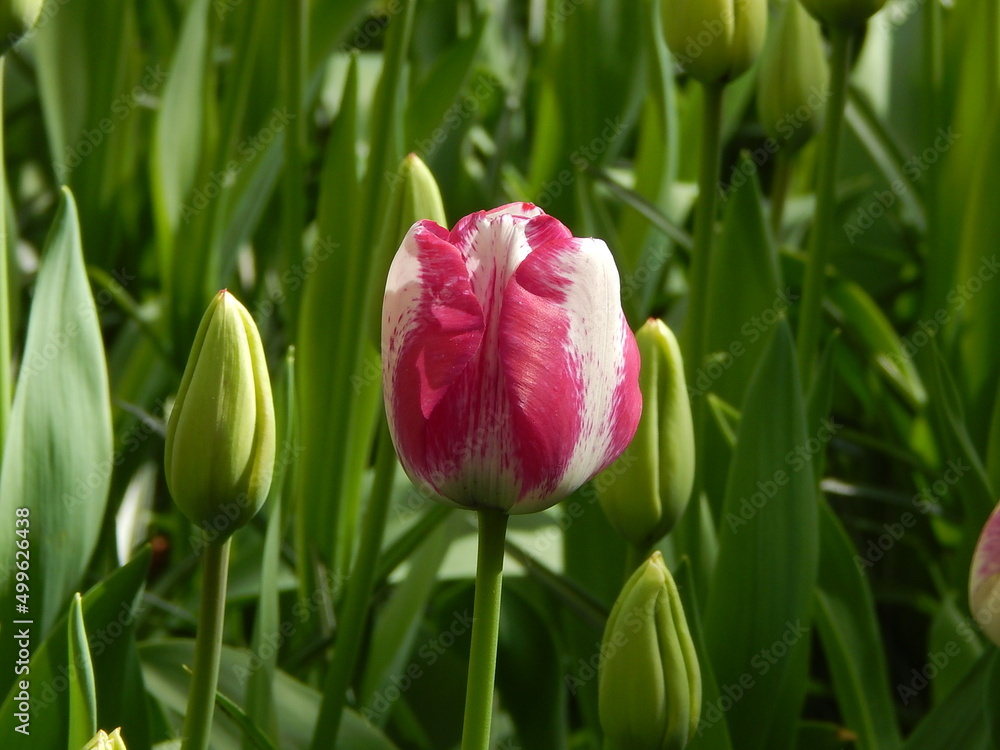 Keukenhof is the largest tulip park in the world Keukenhof is the largest tulip park in the world