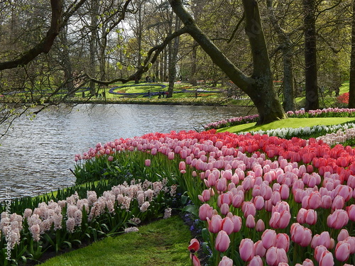 Keukenhof is the largest tulip park in the world photo