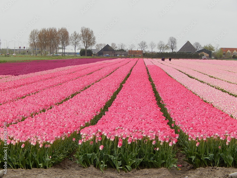 a sea of pink ​​tulips on the way