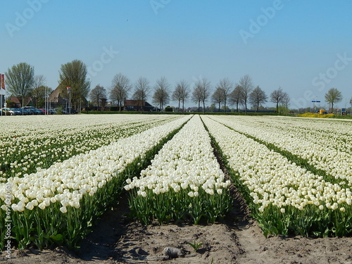 a sea of       white tulips on the way