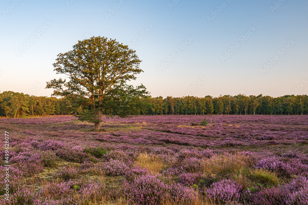 A beautiful oak tree surrounded by purple blooming heather during golden hour, The Netherlands, Bussum, stock photo, Holland
