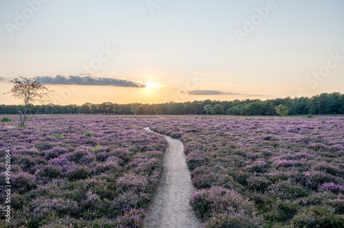 Beautiful yellow sun and sky over a field purple heather in bloom wih a pathway, Hilversum, The Netherlands, Holland, stock photo photo