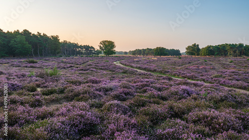 blooming heather, sunset, dutch landscape, purple, idyllic, landscape, nature, heathland, red sky, tree, no persons, Hilversum, heath, tourist, summer, hiking, Netherlands, Holland, summer evening, su