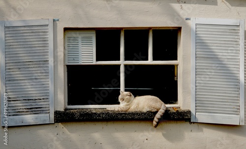 Katze träumt vor altem Fenster 