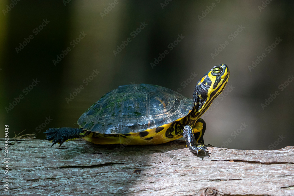 Juvenile Yellow Bellied Sliders Juvenile Yellow Bellied Sliders