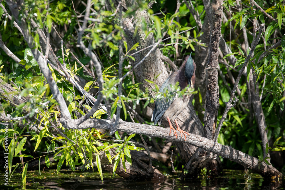 Green Heron Green Heron