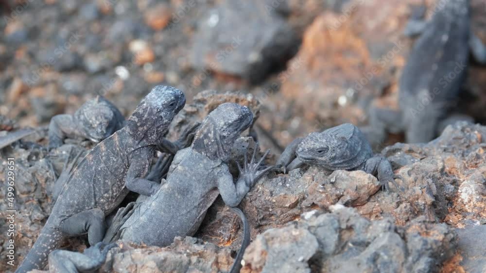 Galapagos Marine Iguana, Sea Iguana On The Rocks In Las Tintoreras Islet, Puerto Villamil In The Island of Isabela. - close up Galapagos Marine Iguana, Sea Iguana On The Rocks In Las Tintoreras Islet, Puerto Villamil In The Island of Isabela. - close up