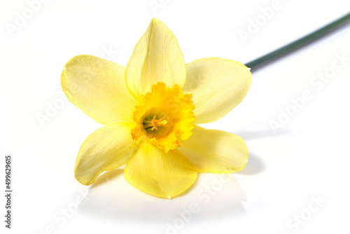 Yellow daffodils isolated on white background