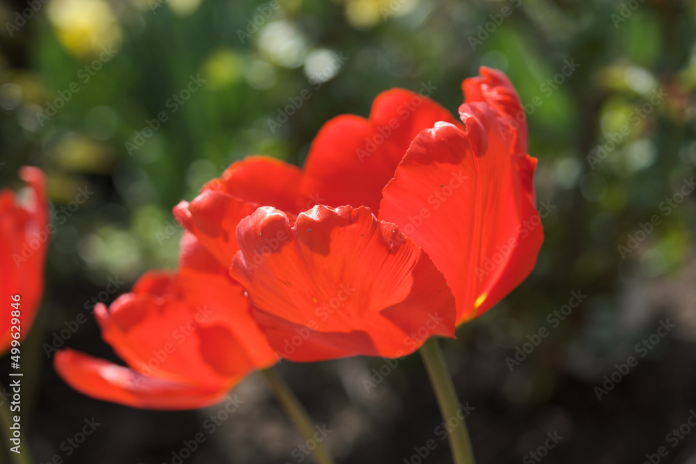 Big flower bed with tulips close up. Spring flowers. Big flower bed with tulips close up. Spring flowers.