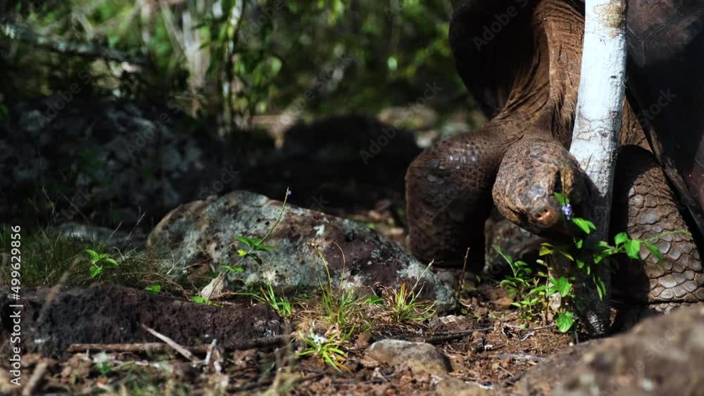 Giant Tortoise Eating Leaves and Grass in the Forest Floor in San Cristobal Island Galapagos- Close Up Fixed Shot Giant Tortoise Eating Leaves and Grass in the Forest Floor in San Cristobal Island Galapagos- Close Up Fixed Shot