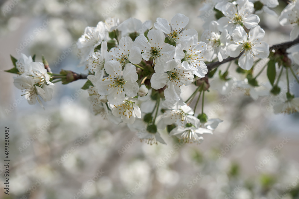 background of spring cherry blossoms tree. selective focus background of spring cherry blossoms tree. selective focus