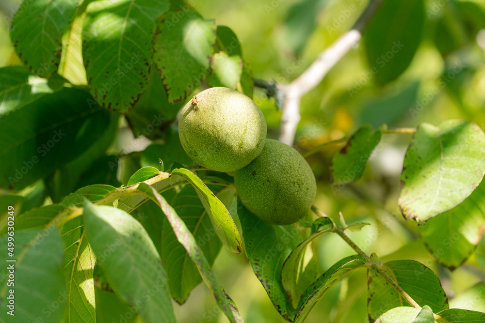 Green Walnuts on tree branch
Green Walnuts on tree branch