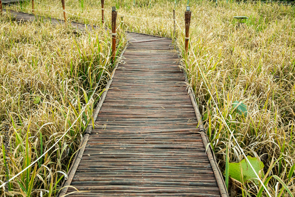 Obraz premium bamboo wood bridge on rice field on harvest season