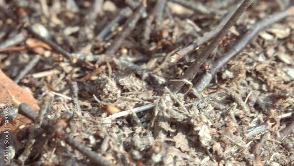 Big anthill in the forest. Large anthill with a colony of ants in the forest. Big anthill in the forest. Large anthill with a colony of ants in the forest.