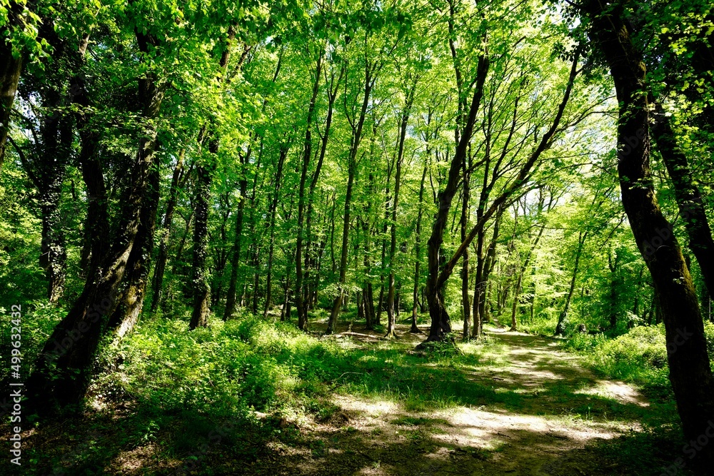 Naklejka premium BOIS SERMENAZ LYON LYONNAIS