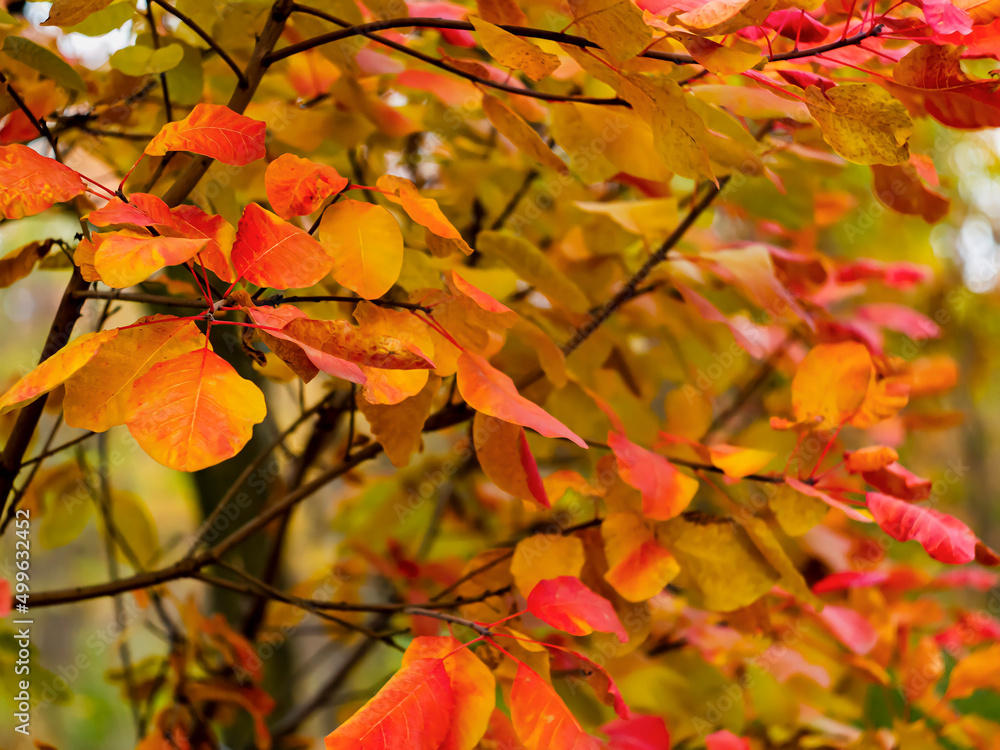 Fototapeta premium bright autumn leaves close up