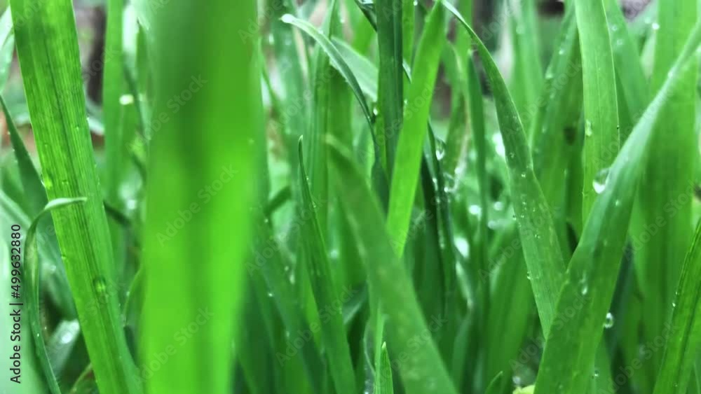 Fresh green grass with dew drops clips, dew drops on green grass footage, rain drops on green grass video. Close up rotation Fresh green grass with dew drops clips, dew drops on green grass footage, rain drops on green grass video. Close up rotation