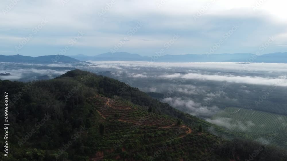 Aerial view plantation at hill. Background is low cloud in day Aerial view plantation at hill. Background is low cloud in day
