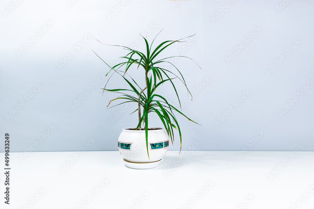Small beautiful houseplant dracaena in a flowerpot on a white-gray background. Concept of care and cultivation of indoor home plants.