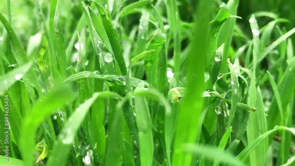 Fresh green grass with dew drops clips, dew drops on green grass footage, rain drops on green grass video. Close up rotation Fresh green grass with dew drops clips, dew drops on green grass footage, rain drops on green grass video. Close up rotation