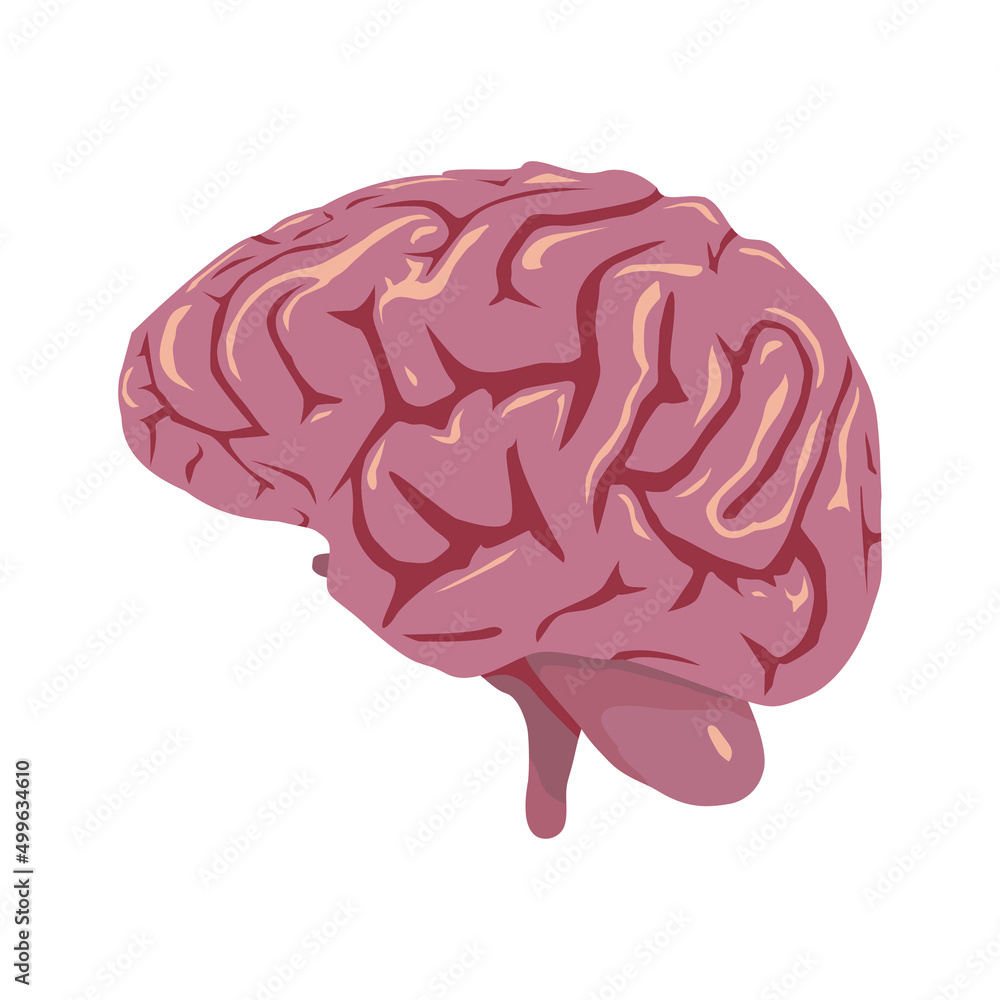 Brain vector Human organs digital design graphic 2d hd illustration Brain vector Human organs digital design graphic 2d hd illustration