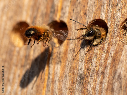 Wild bee in the insect hotel (macro).