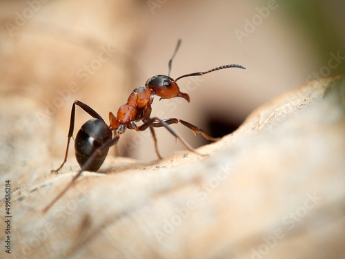 Ant (Formica rufa) on a dry light brown leaf