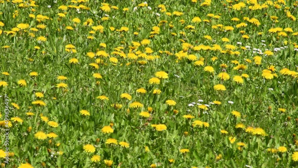 Meadow with a lot of dandelion flowers in spring Meadow with a lot of dandelion flowers in spring