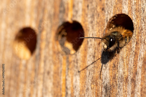 Wild bee in the insect hotel (macro).