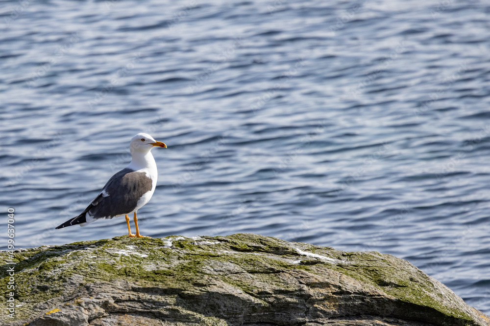 Black headed gull ,Northern Norway,scandinavia,Europe Black headed gull ,Northern Norway,scandinavia,Europe