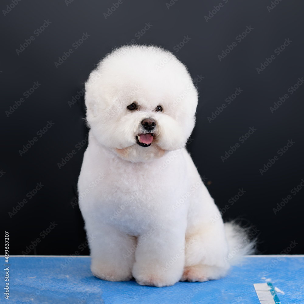 A Bichon Frise dog sits on a grooming table demonstrating a haircut by breed