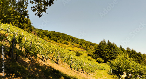 Vignobles en terrasses  les Palh  s de Molompize  Auvergne-Rh  ne-Alpes  Cantal  France