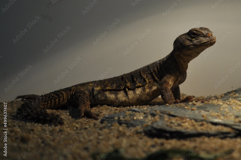 Fototapeta premium iguana on the rocks