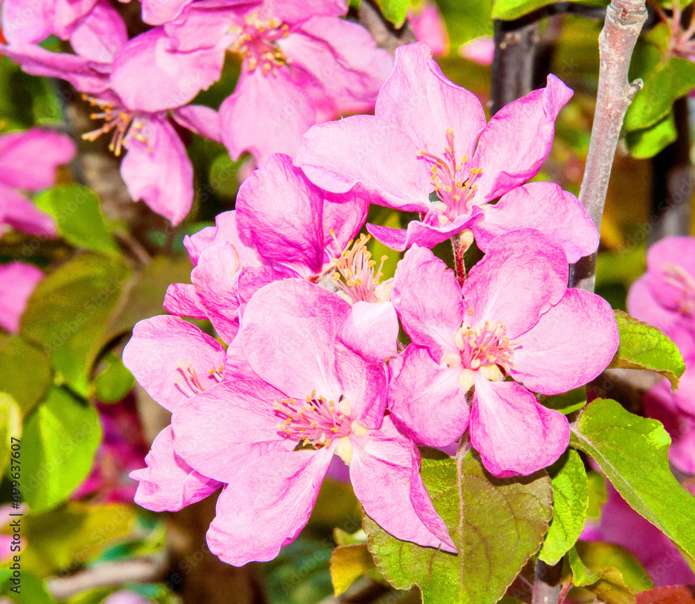 Obraz premium Pale pink apple tree flowers