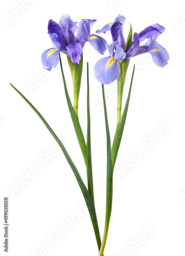 Fototapeta Naklejka Na Ścianę i Meble -  Iris flowers